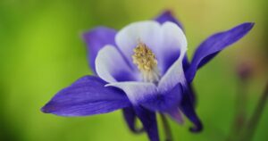 Columbine Flower Care