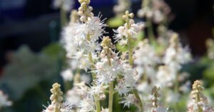 Foam Flower Plant