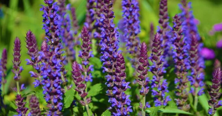 Hummingbird Mint Plant