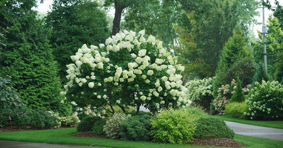 Hydrangea Trees