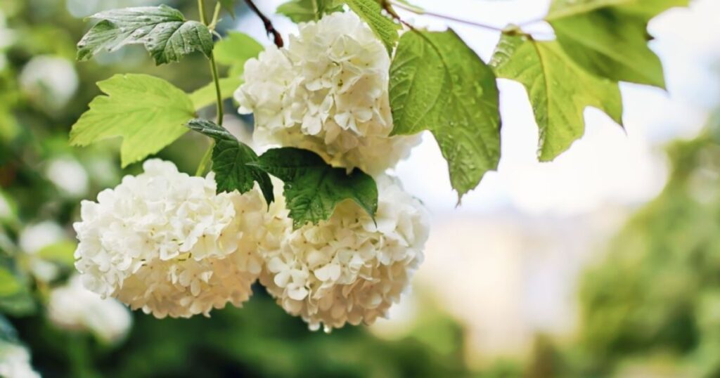 Tips And Fun Facts About Hydrangea Tree