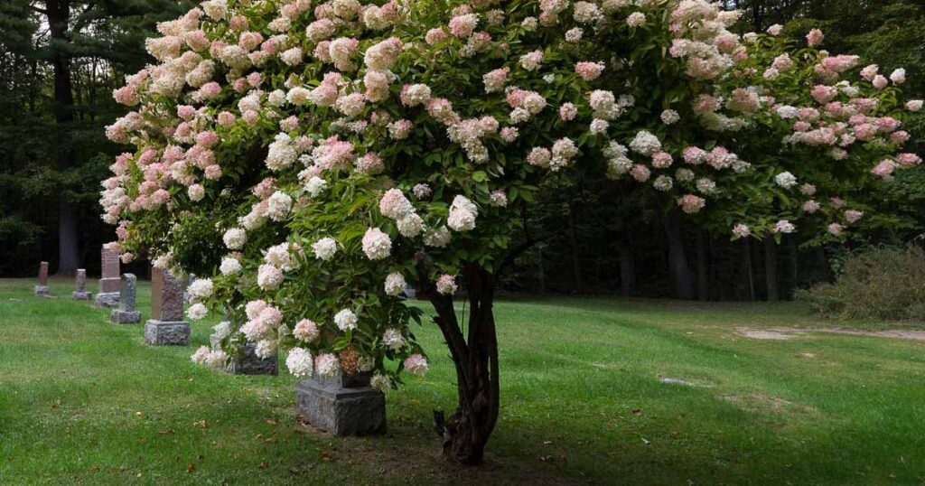 What Are Hydrangea Trees