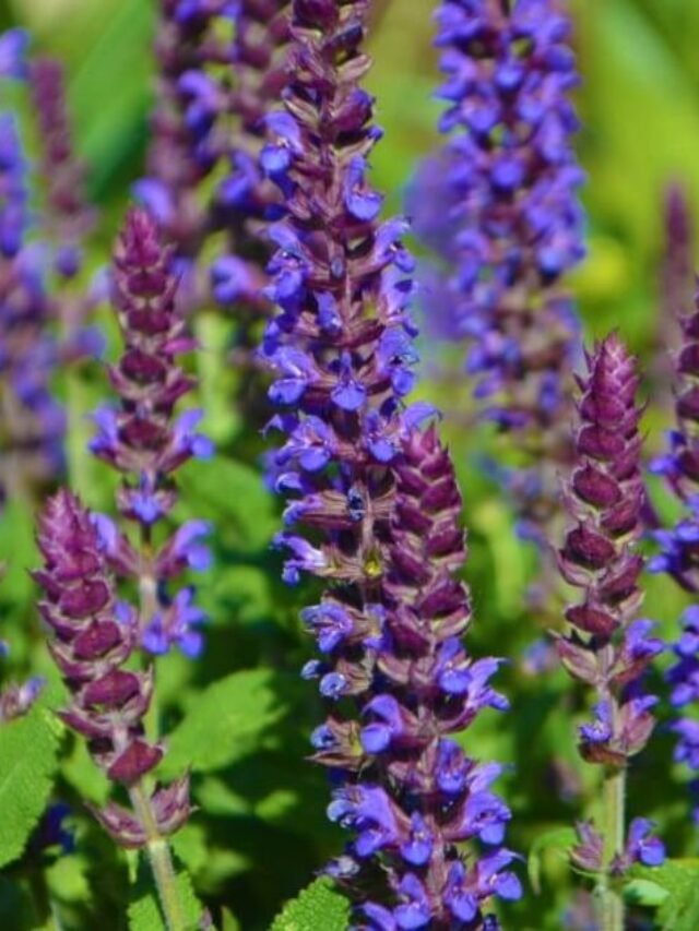 Hummingbird Mint Plant