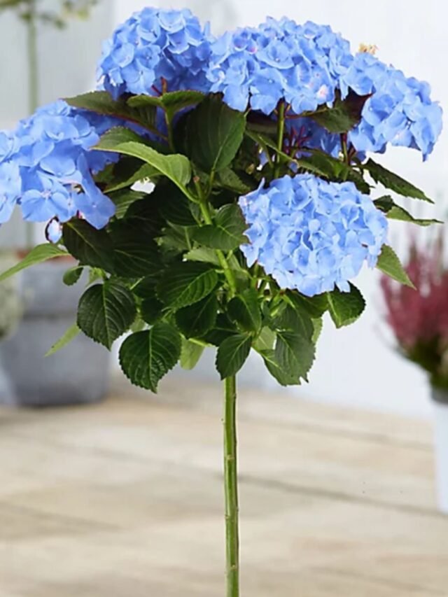 blue hydrangea