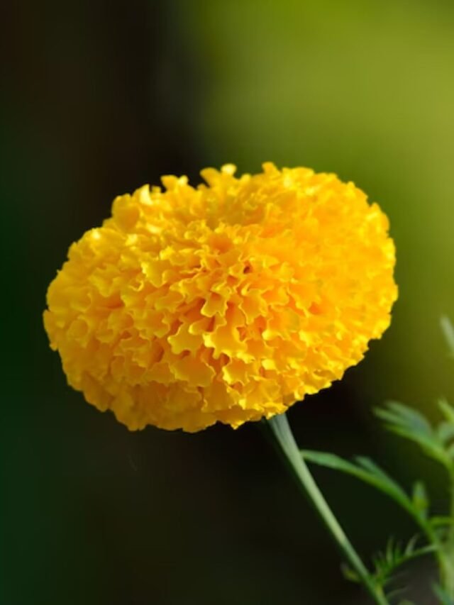 marigold flower