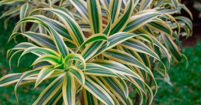 Dracaena Plant Care