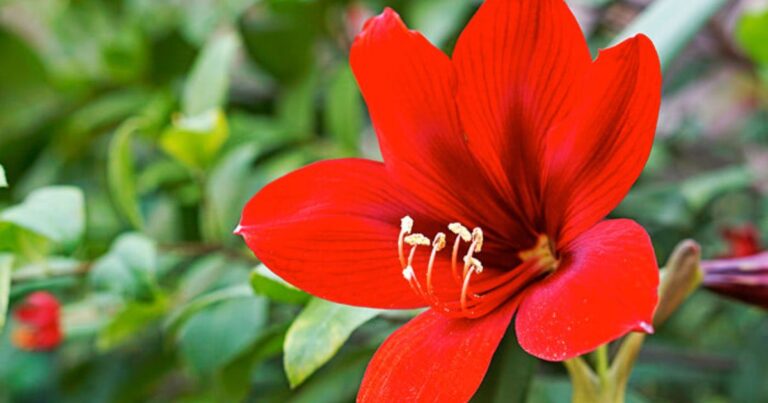 Giant Amaryllis Care