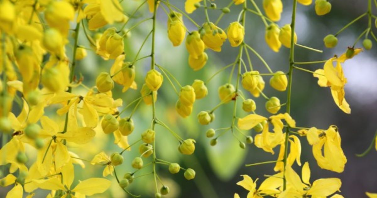 Golden Rain Tree Care