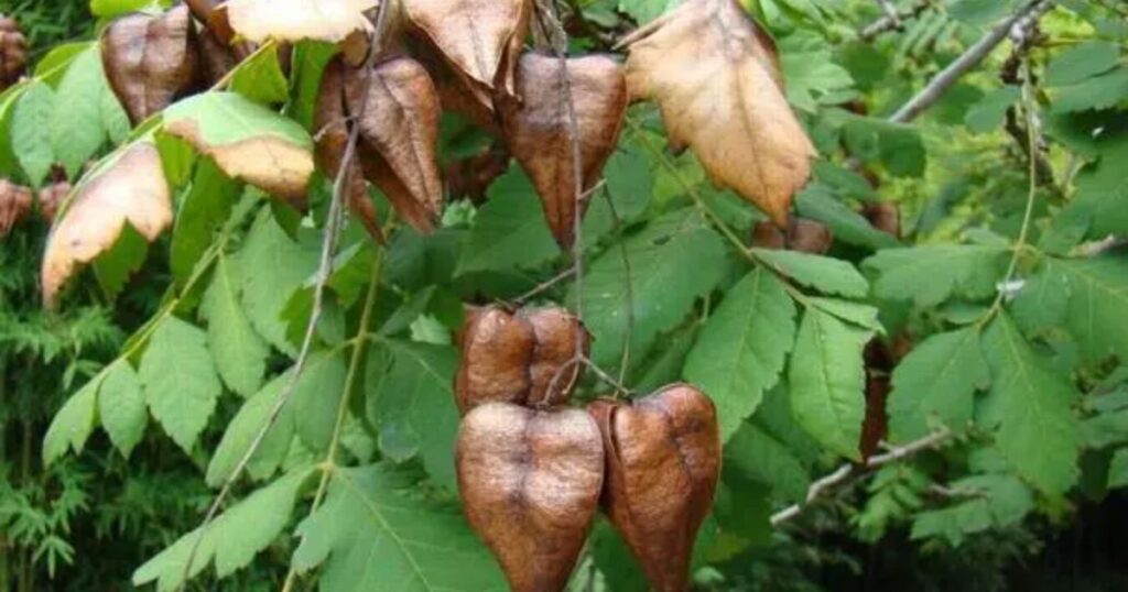 Golden Rain Tree Seeds