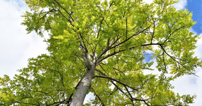 Green Ash Tree Care