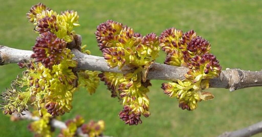 Green Ash Tree Flowers