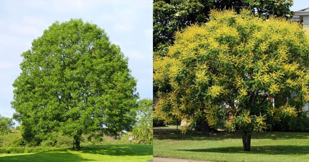 Green Ash Tree Vs Golden Rain Tree