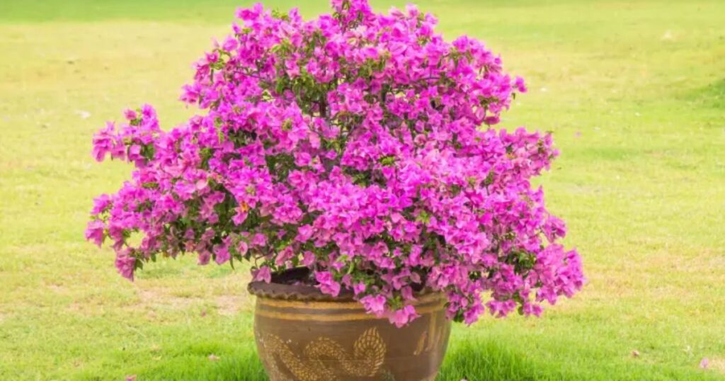 Bougainvillea Tree Care