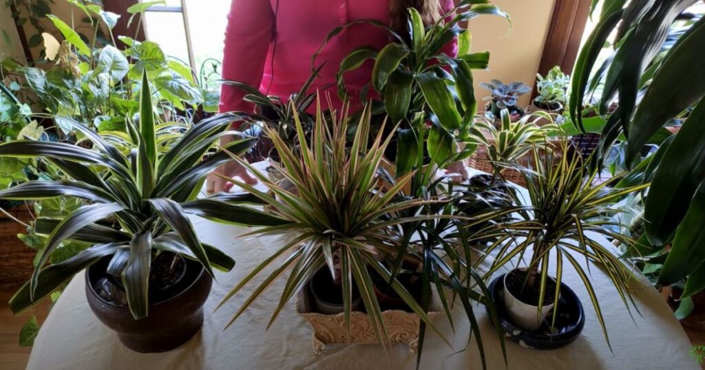 Dracaena plant Care