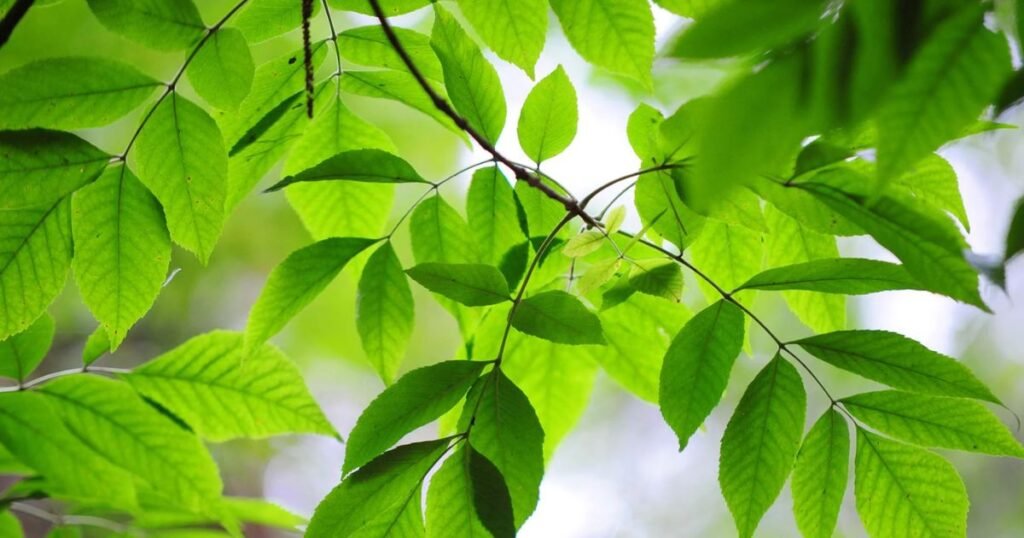 Green Ash Tree Care