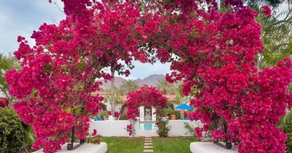 How To Grow Bougainvillea Trees