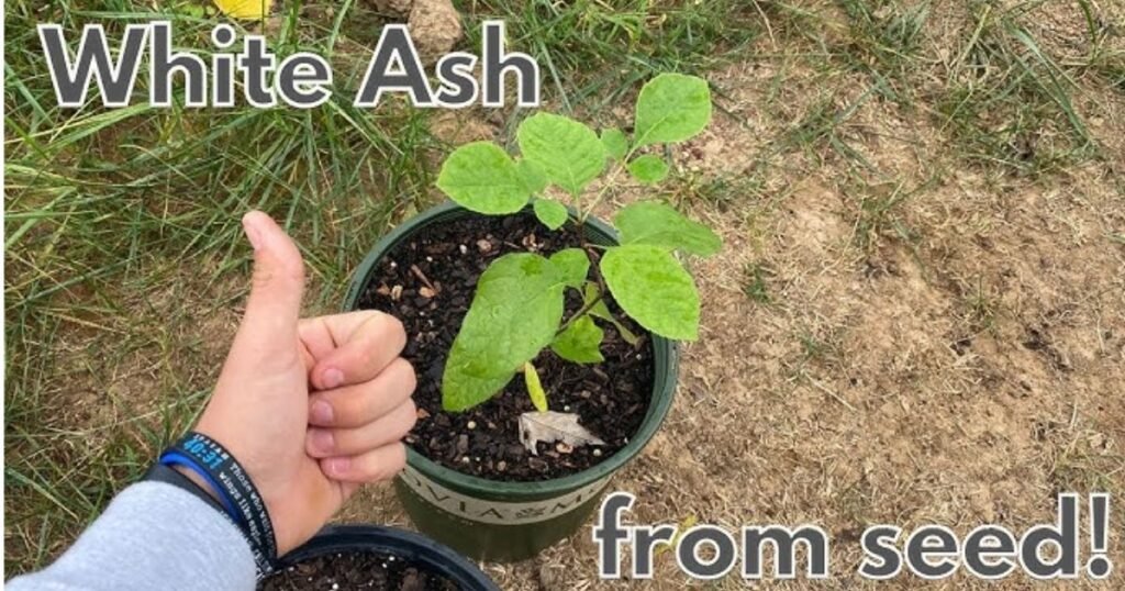 How To Plant Green Ash Tree
