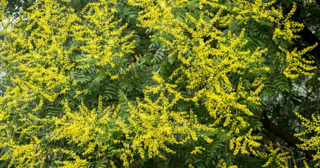 How to Plant A Golden Rain Tree