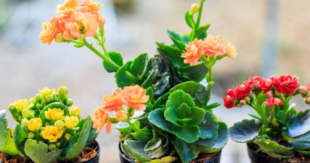 Is The Kalanchoe Plant Toxic To Cats