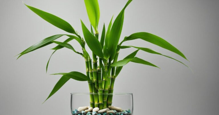 Lucky Bamboo Plant Care