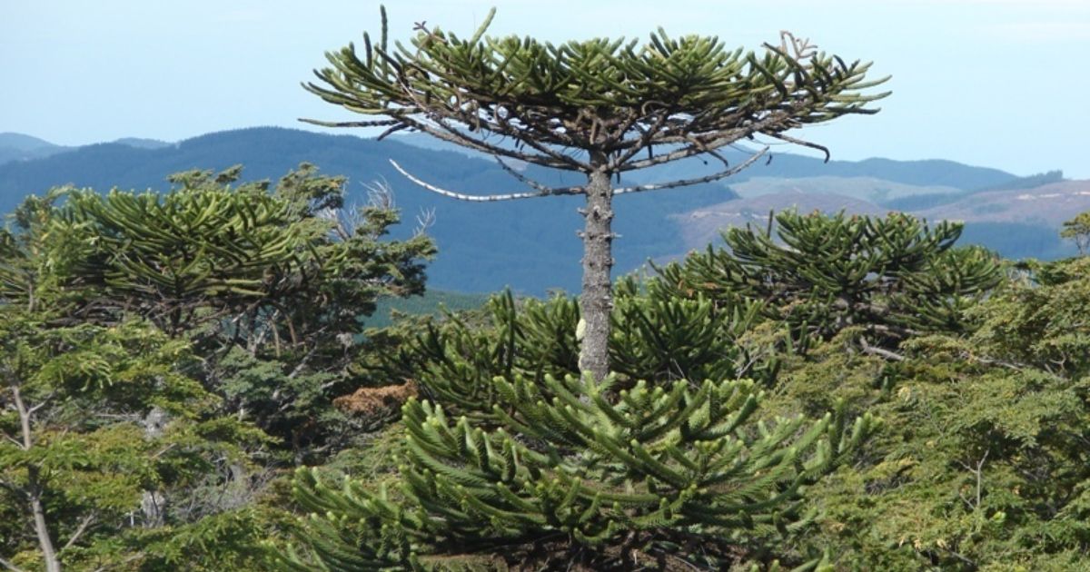 Monkey Puzzle Tree Care