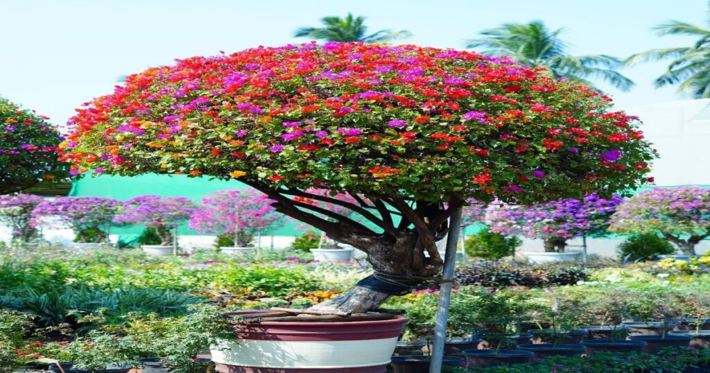 Multicolor Bougainvillea Tree