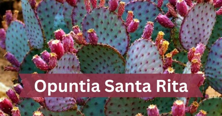 Opuntia Santa Rita Care