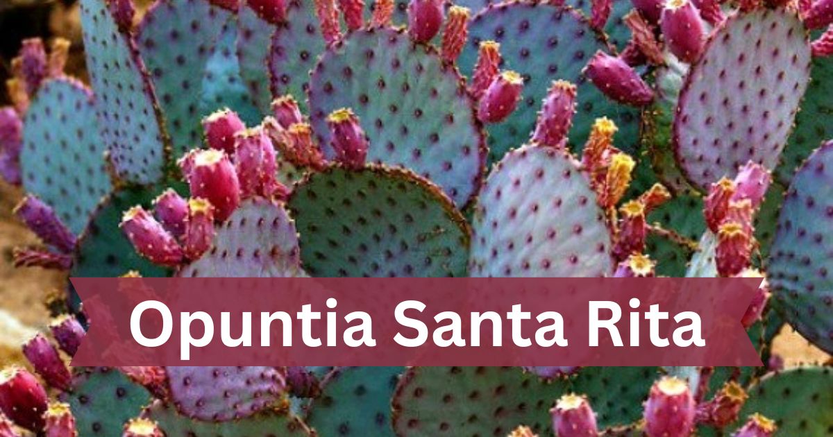 Opuntia Santa Rita Care