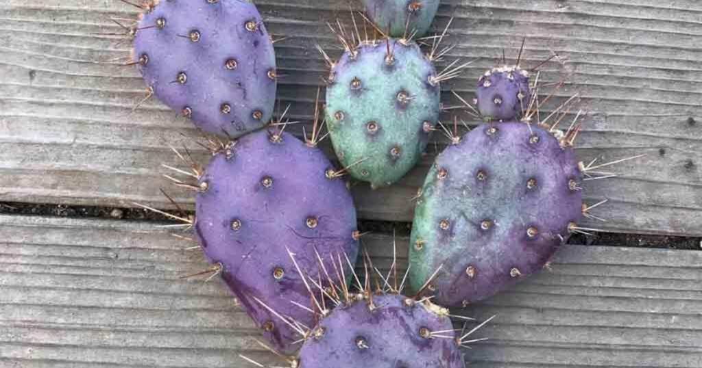 Opuntia Santa Rita Seeds