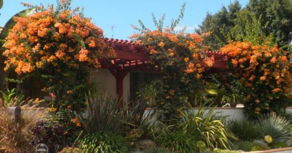 Orange Bougainvillea Tree