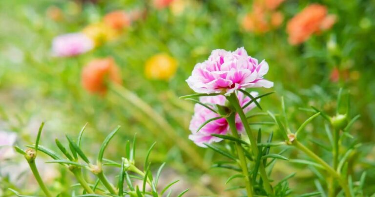 Portulaca Plant Care