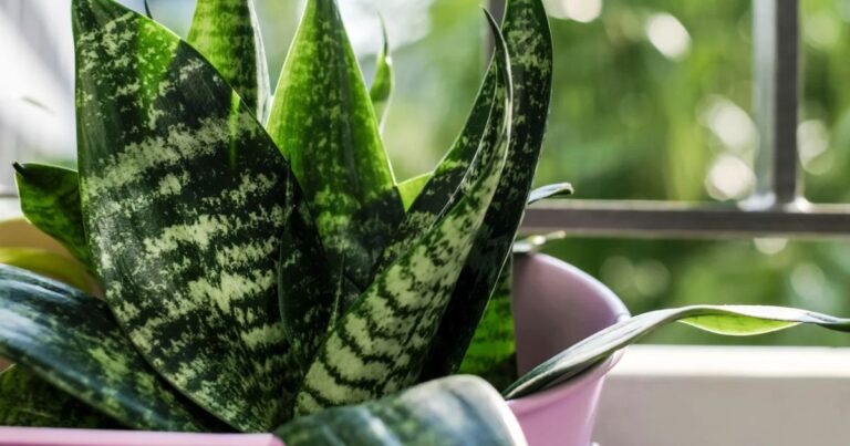 Snake Plant Flower Benefits