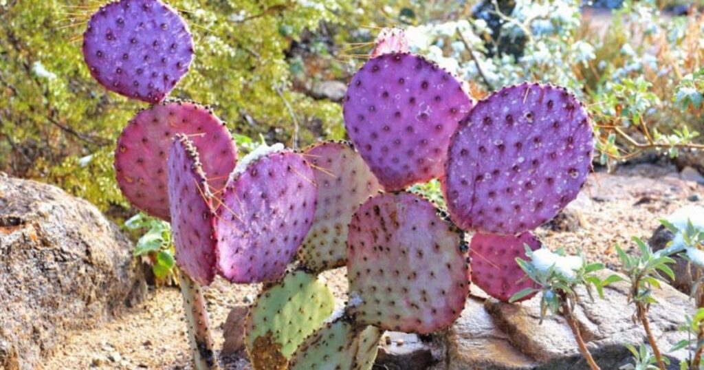 Opuntia Santa Rita Care