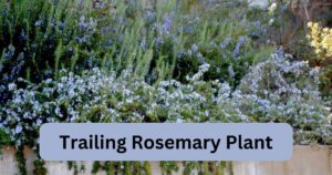 Trailing Rosemary Plant