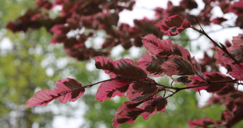 Tri Color Beech Growing