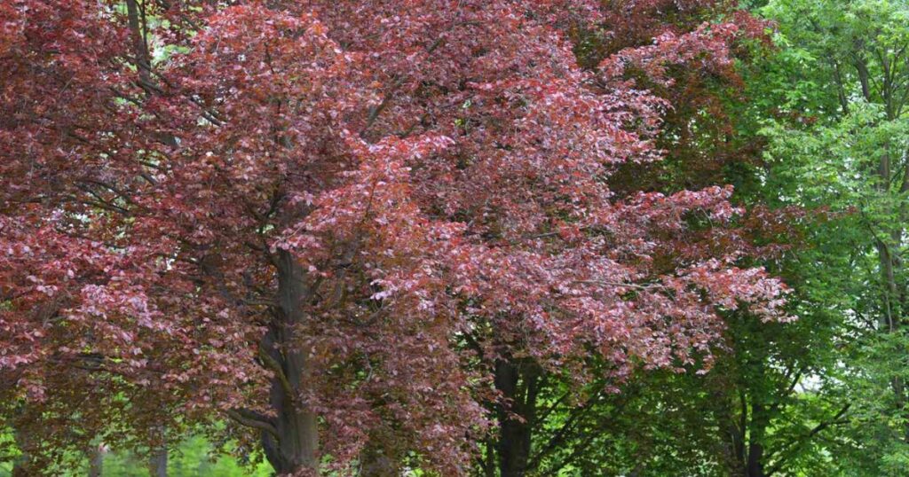  Tri Colour Beech Tree