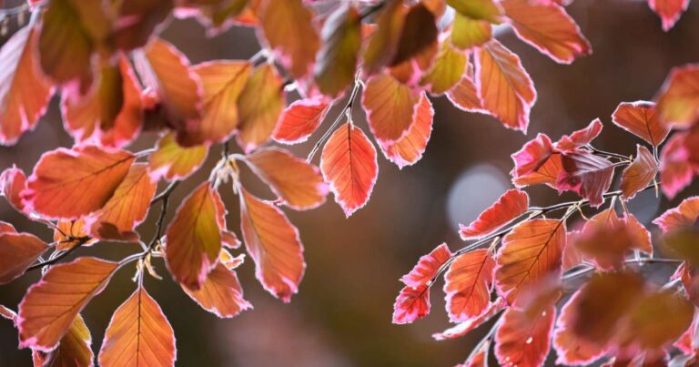 Tri Colour Beech Tree Care