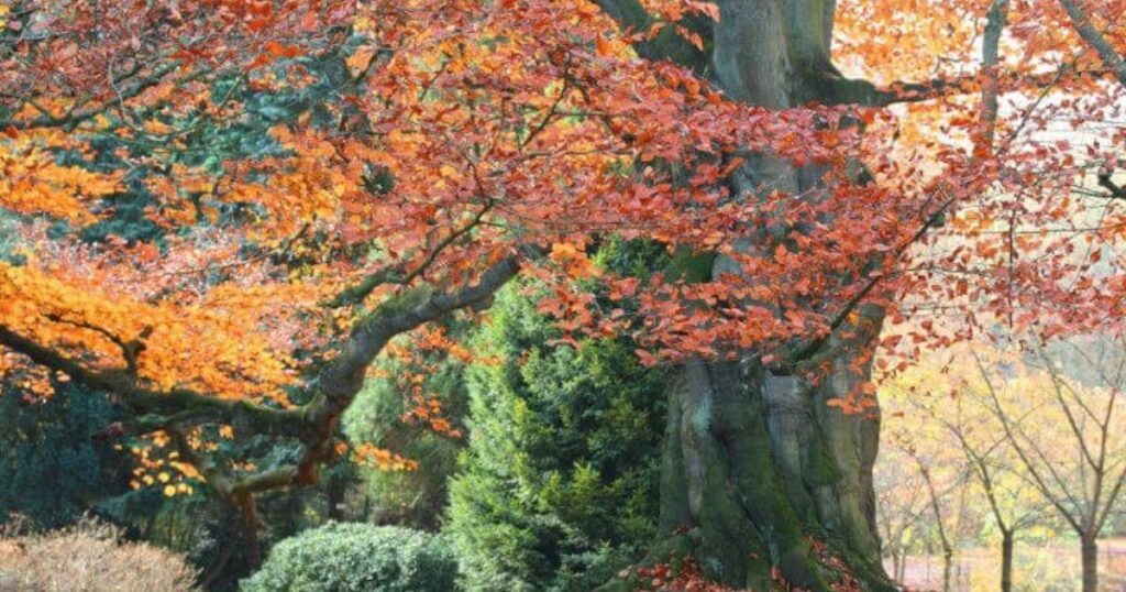 Tri Colour Beech Tree Tips And Fun Facts