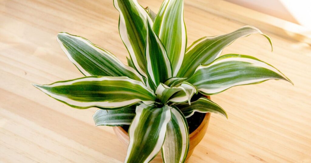 What Is A Dracaena Plant