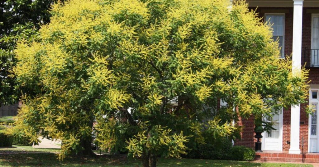 What Is A Golden Rain Tree