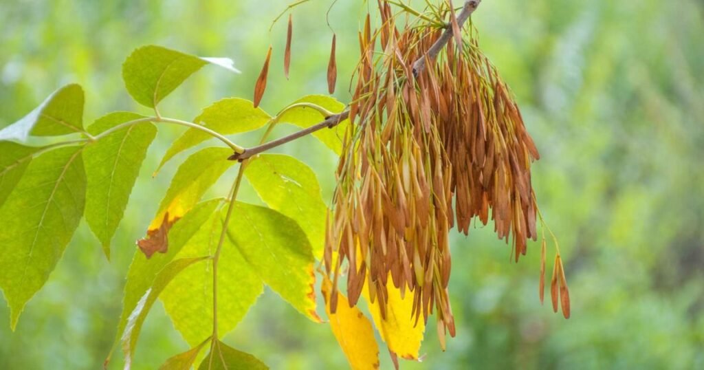 What Is A Green Ash Tree