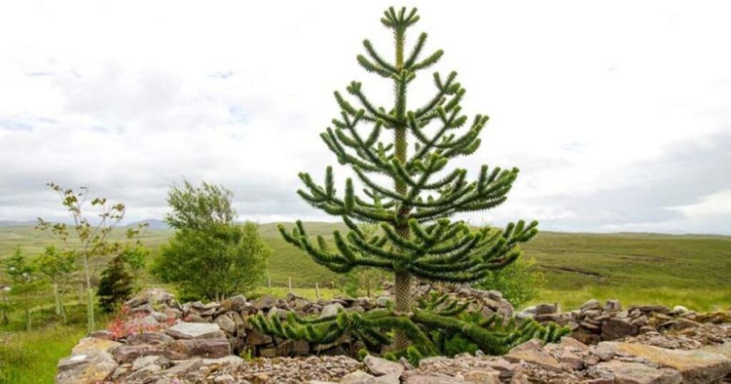 What Is A Monkey Puzzle Tree