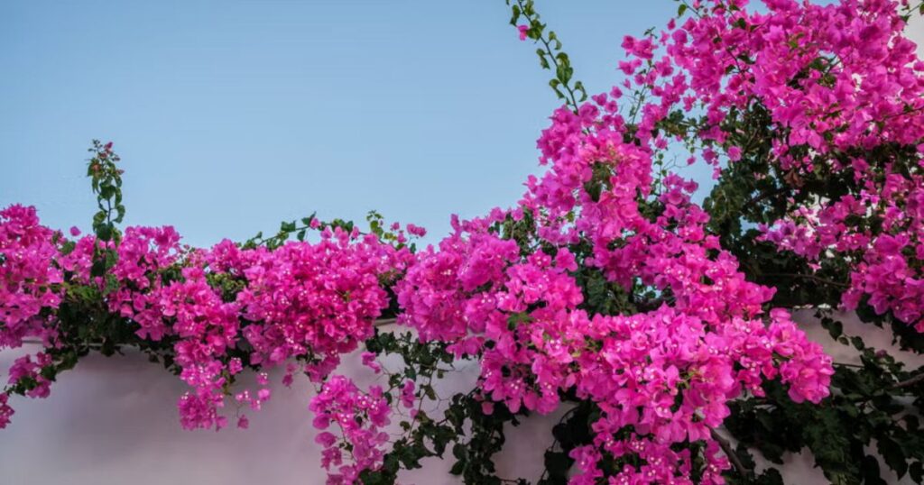 What Is Bougainvillea Tree