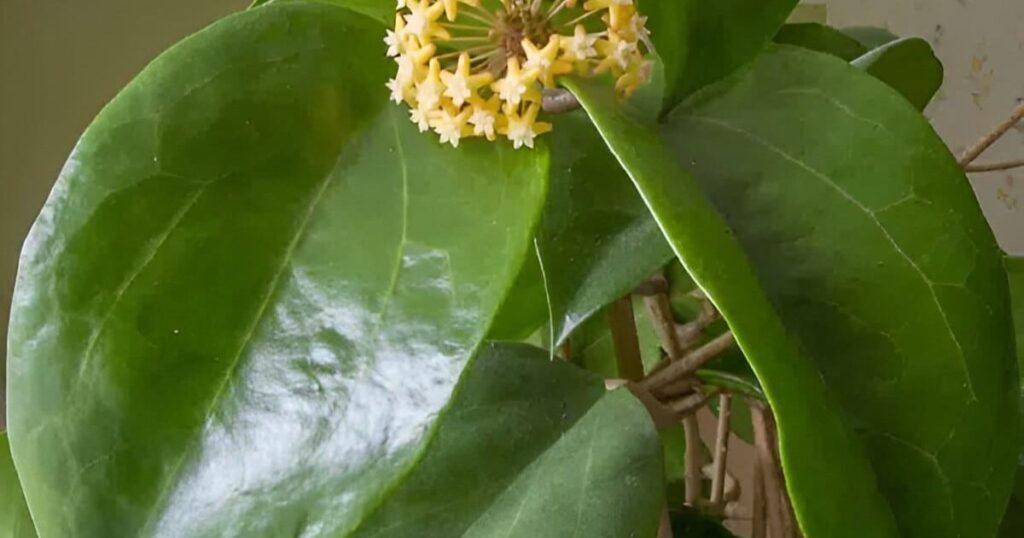 What Is Hoya Surigaoensis Flower