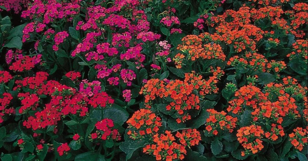 What Is Kalanchoe Plant