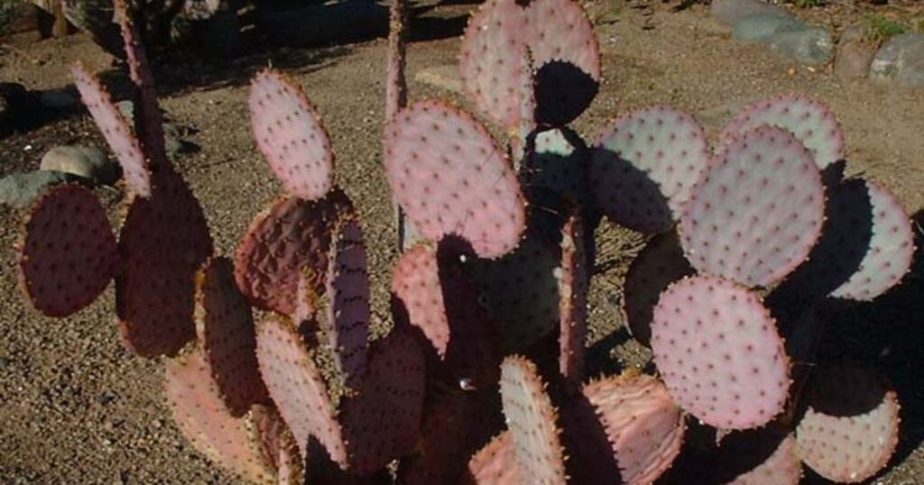 Opuntia Santa Rita