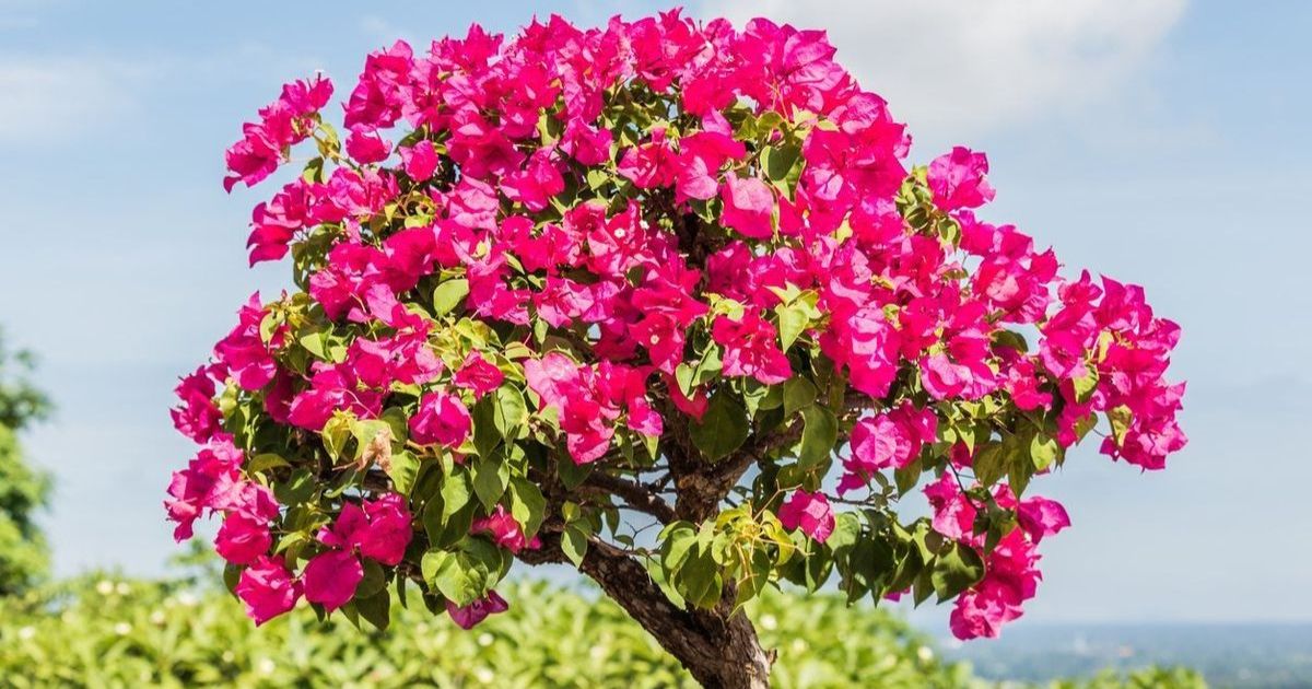 bougainvillea tree Care