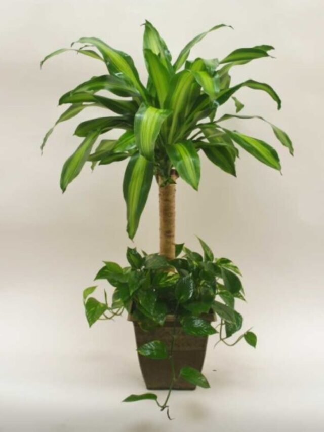 Untitled design (7)