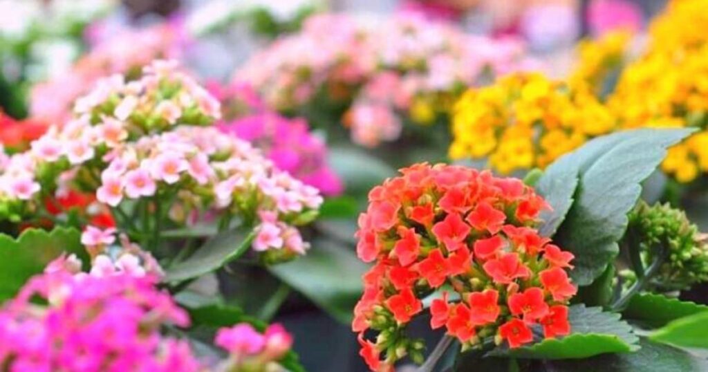 kalanchoe Plant Care