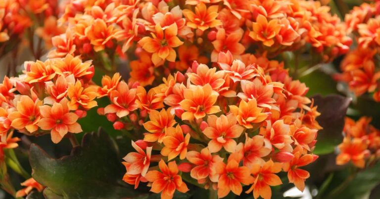 kalanchoe plant Care